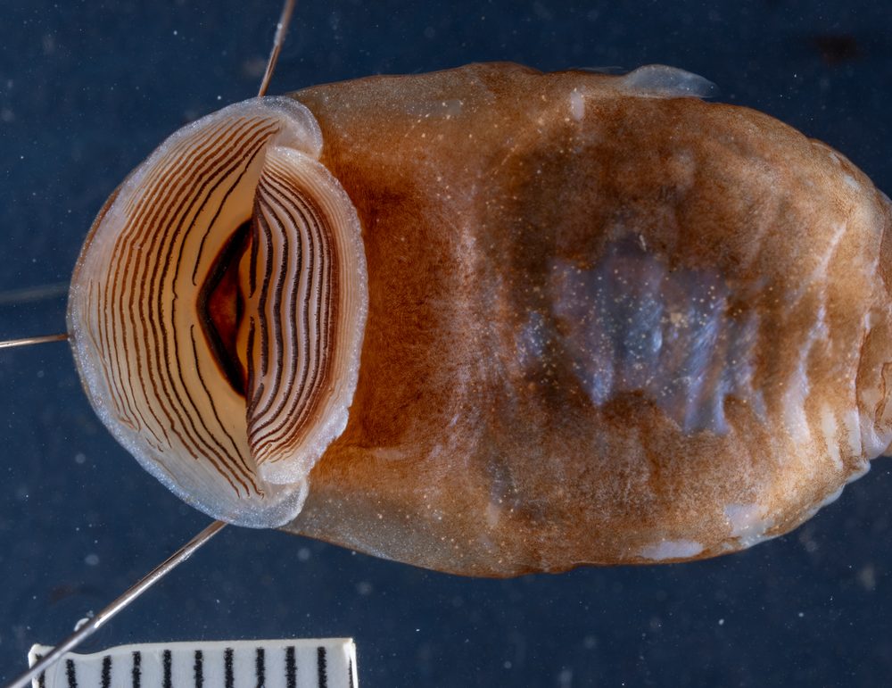 Hyloscirtus armatus