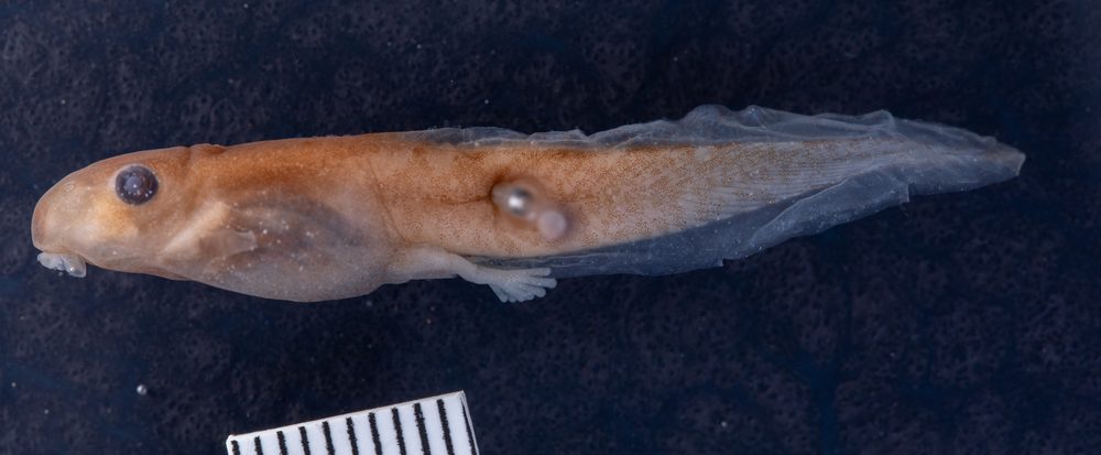 Hyloscirtus colymba