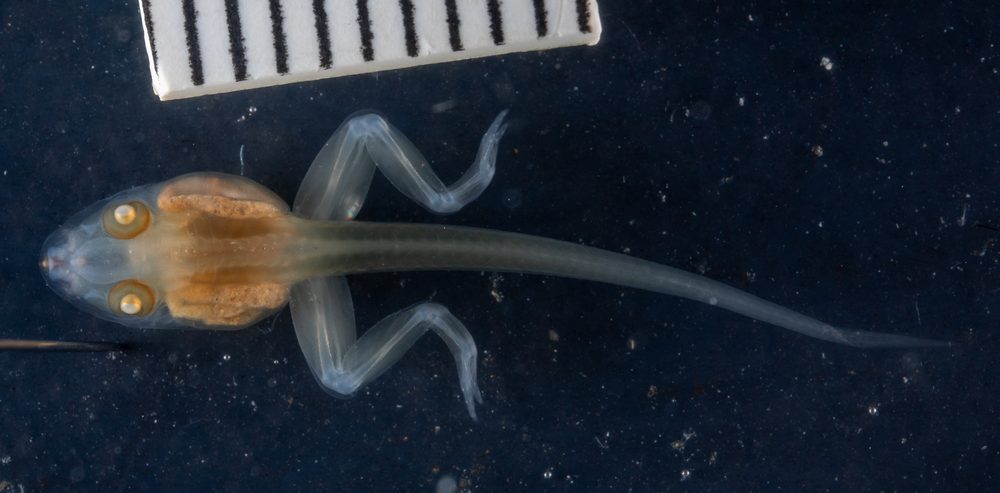 Indirana beddomii
