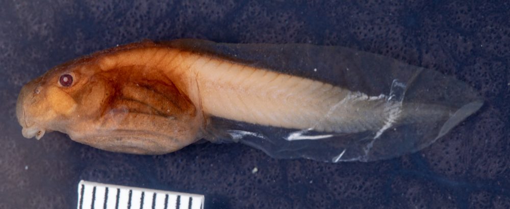 Isthmohyla angustilineata