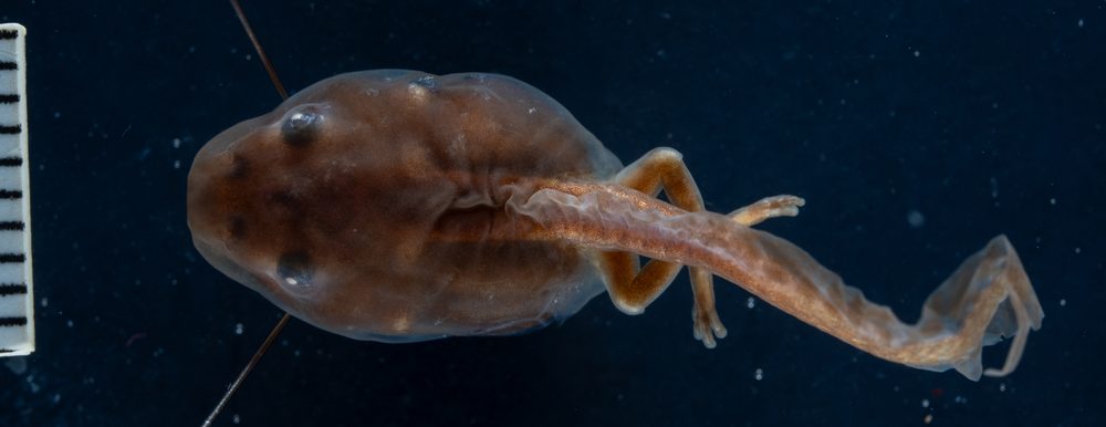 Isthmohyla pseudopuma