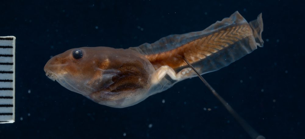 Isthmohyla pseudopuma