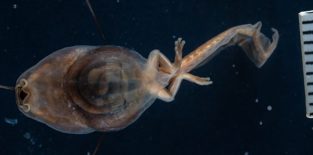 Isthmohyla pseudopuma