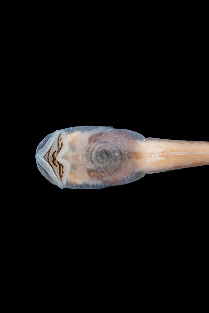Isthmohyla tica