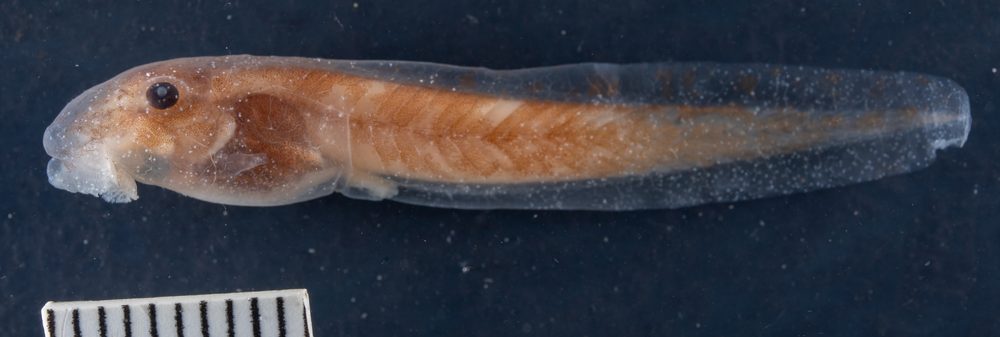 Isthmohyla tica
