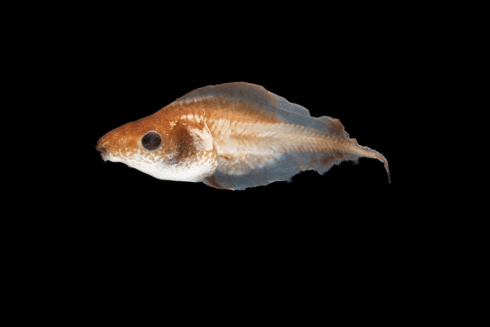 Kassina senegalensis