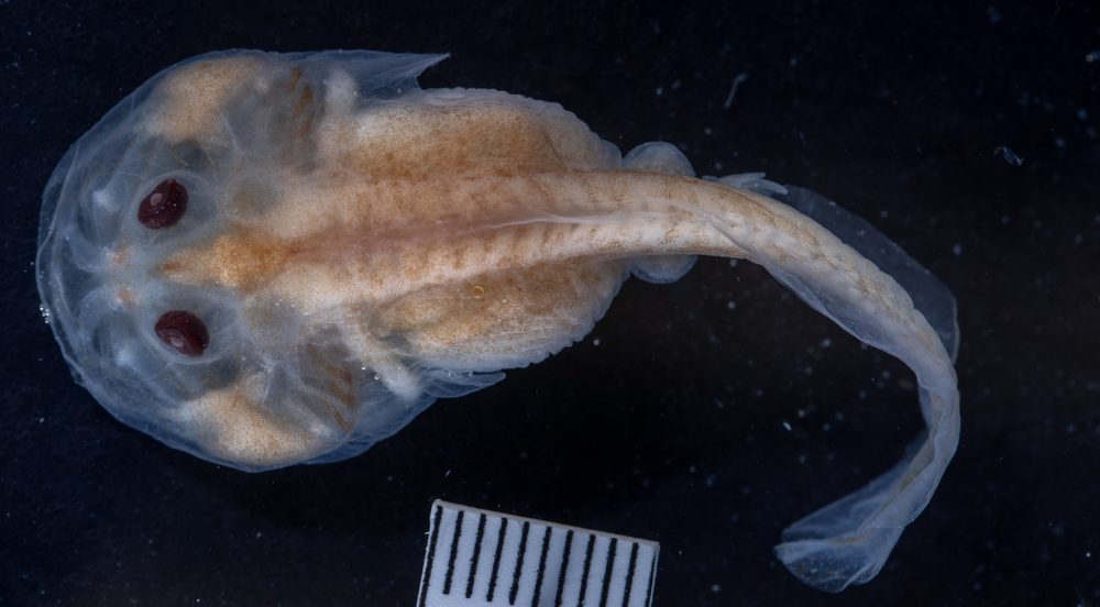 Lepidobatrachus laevis