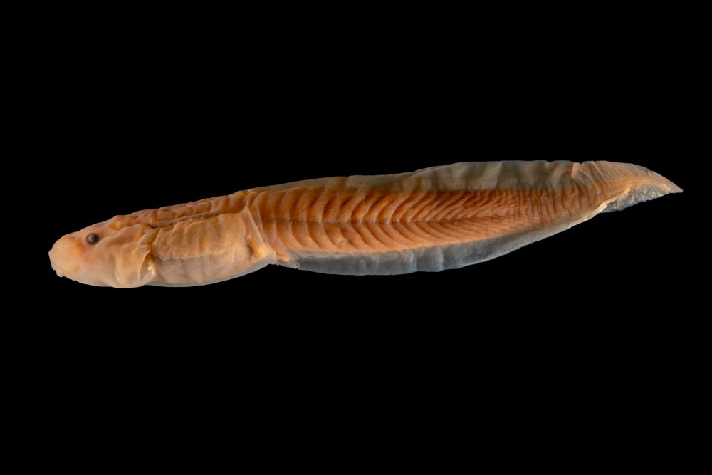 Leptobrachella pelodytoides