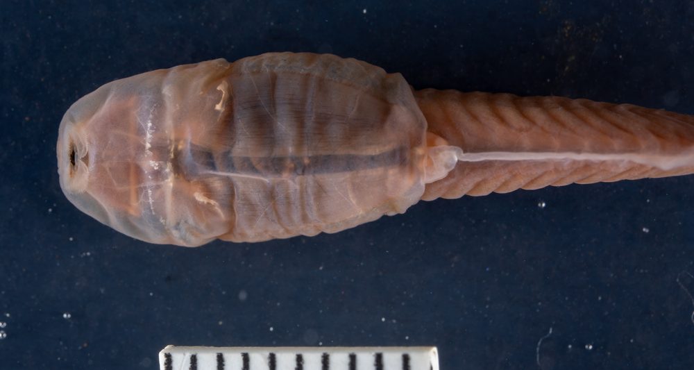 Leptobrachella pelodytoides