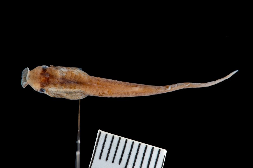 Leptodactylodon