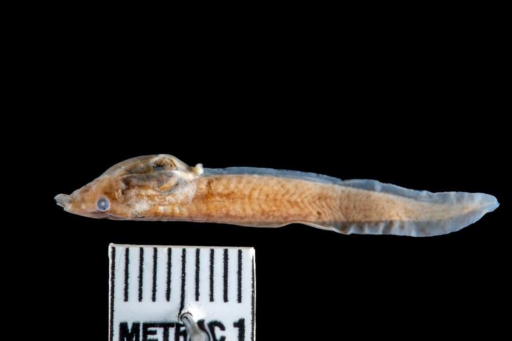 Leptodactylodon