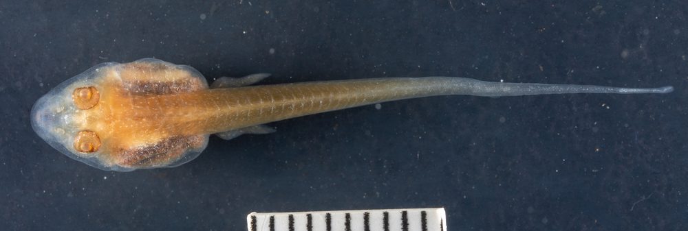 Leptodactylus lithonaetus