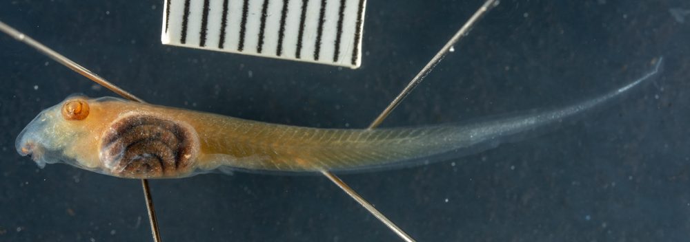 Leptodactylus lithonaetus