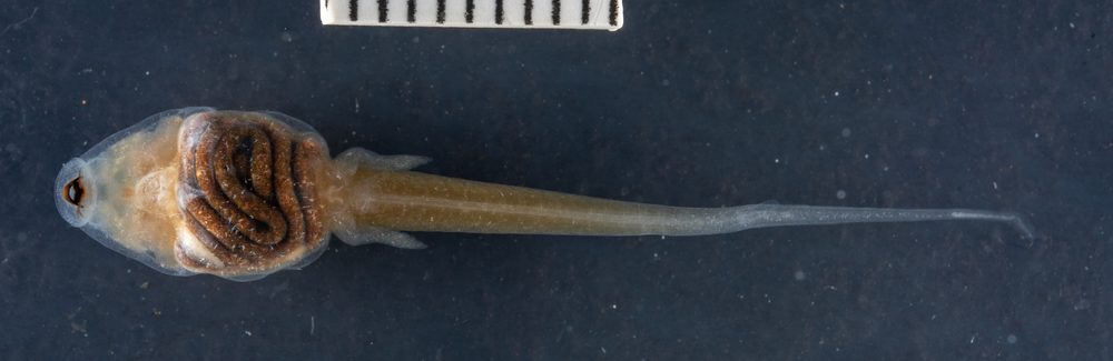Leptodactylus lithonaetus