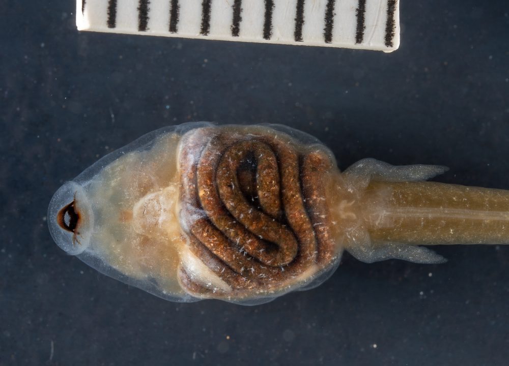 Leptodactylus lithonaetus