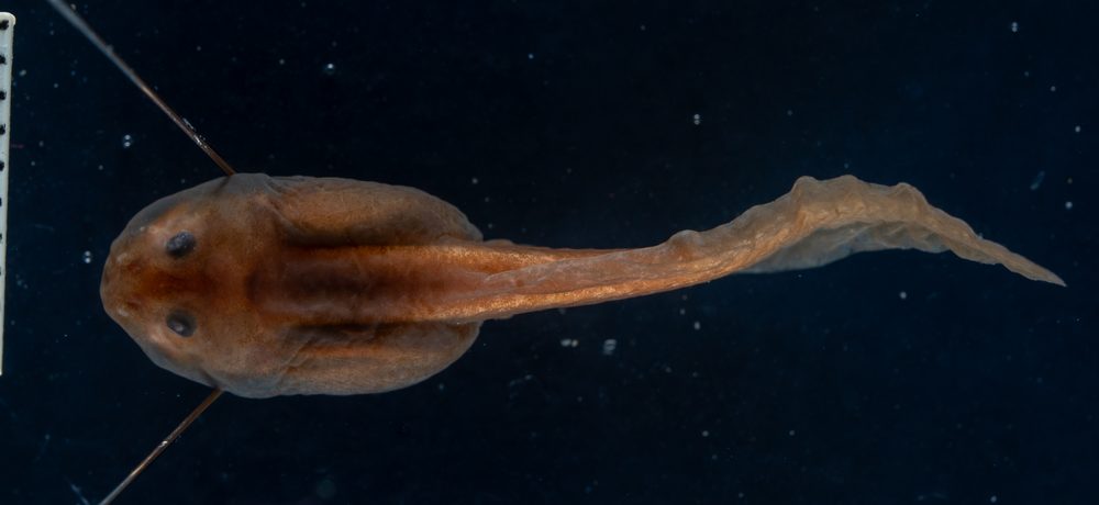 Leptodactylus melanotus