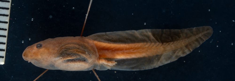 Leptodactylus melanotus