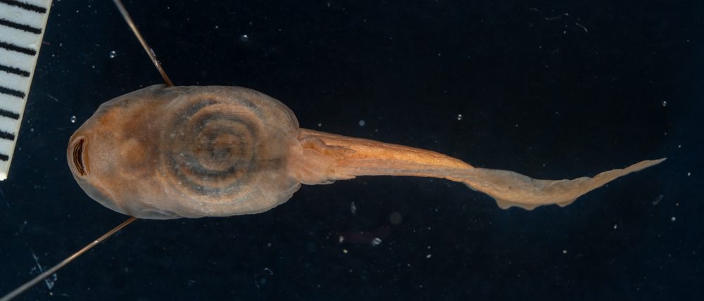 Leptodactylus melanotus