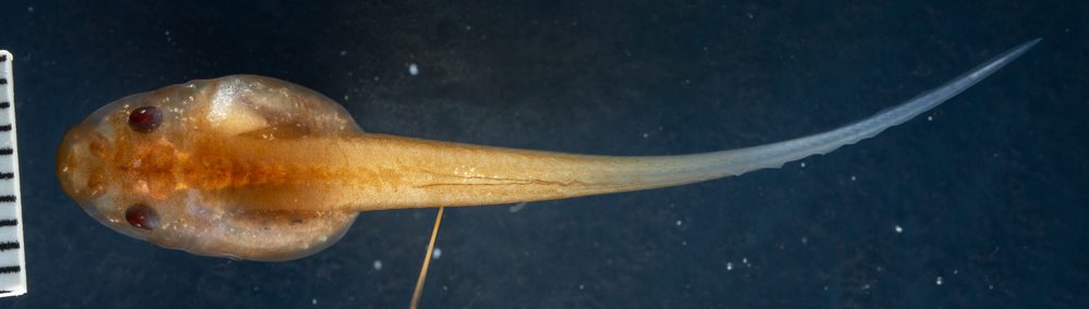 Leptopelis kivuensis