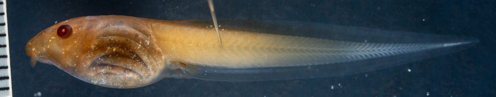 Leptopelis kivuensis