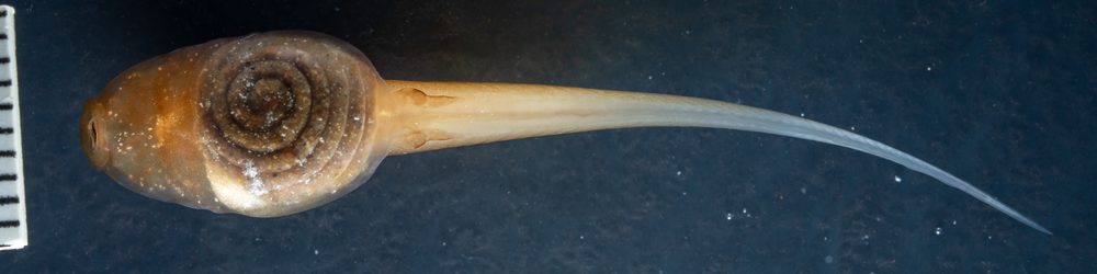 Leptopelis kivuensis