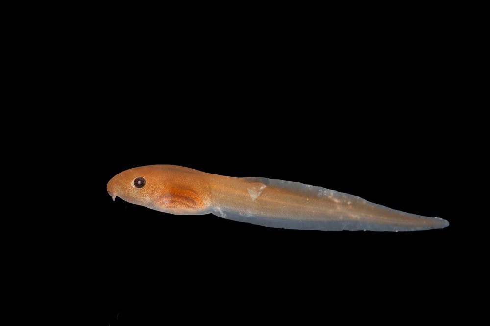 Leptopelis natalensis