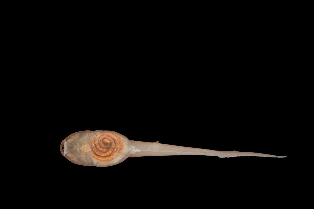 Leptopelis natalensis