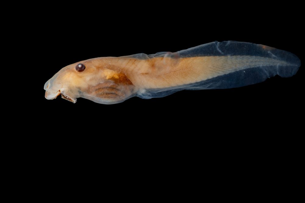 Megastomatohyla mixe