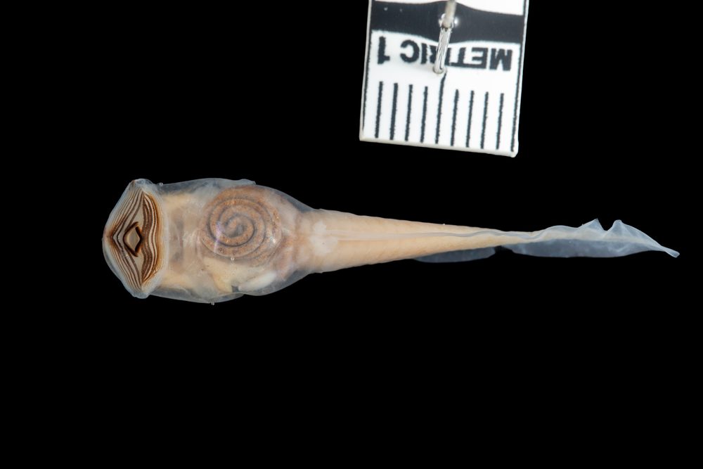 Megastomatohyla mixe