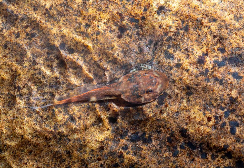 Meristogenys sp, Sarawak Malaysia