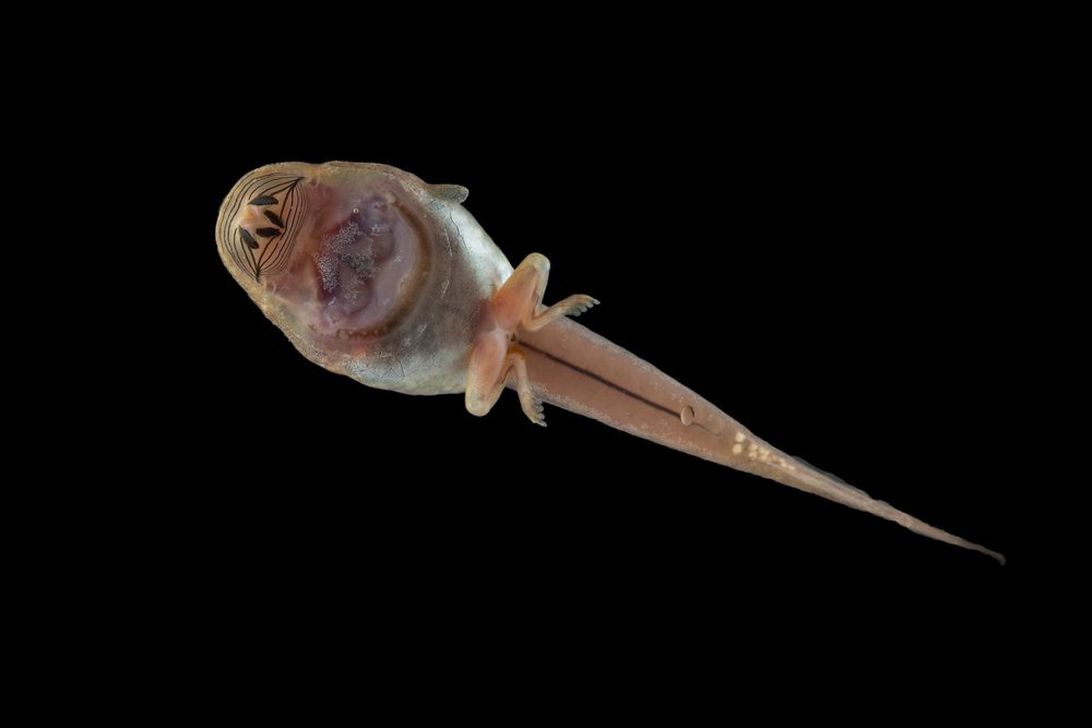 Meristogenys