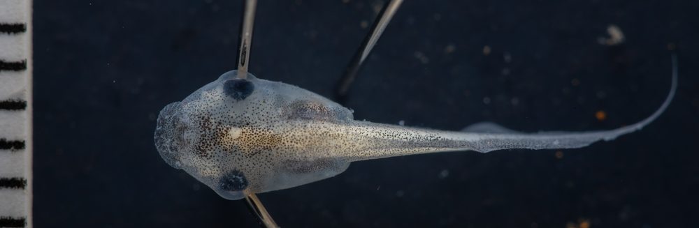 Microhyla heymonsi