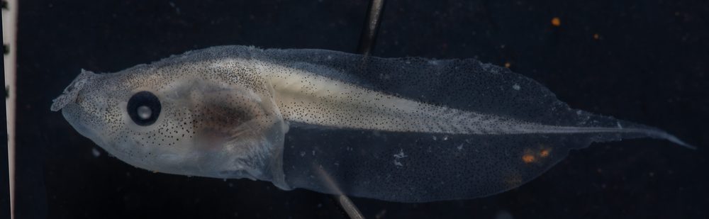 Microhyla heymonsi