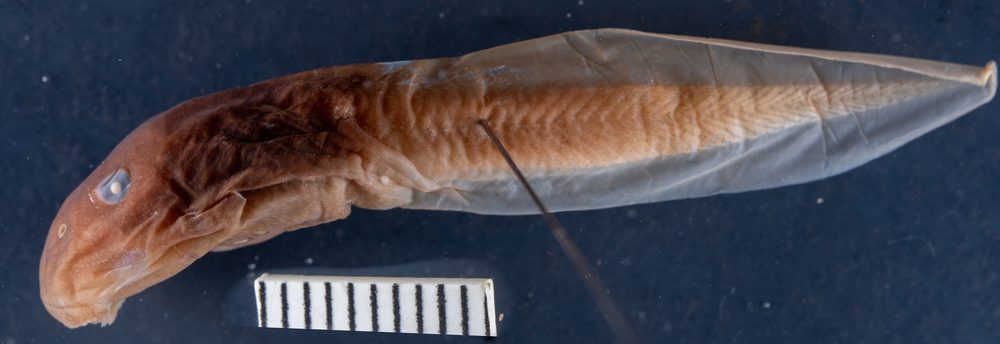 Mixophyes balbus