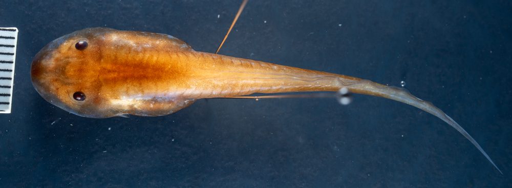Myersiohyla chamaeleo