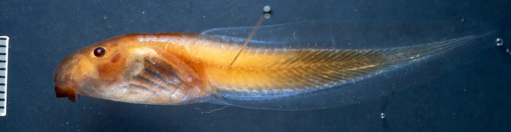 Myersiohyla chamaeleo