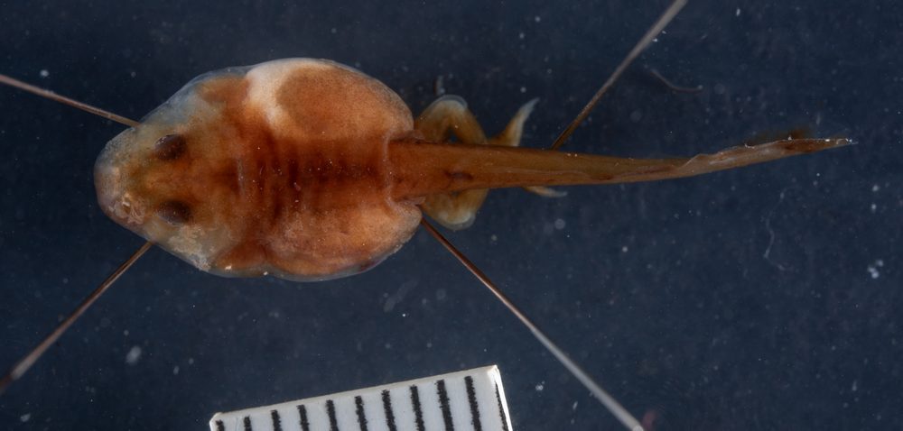 Nannophryne cophotis