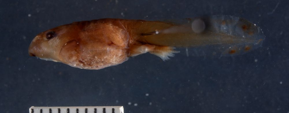 Nannophryne cophotis
