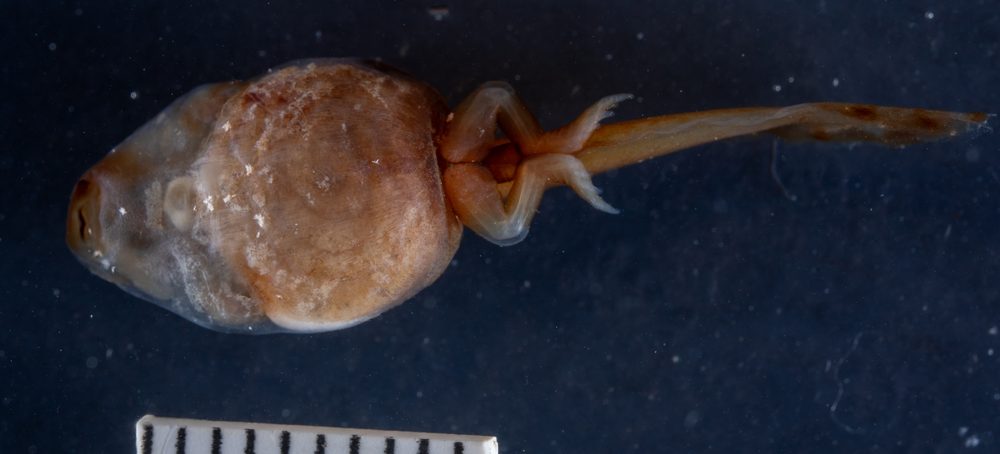 Nannophryne cophotis
