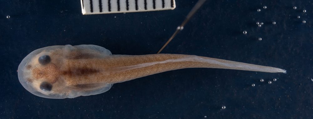 Natalobatrachus bonebergi