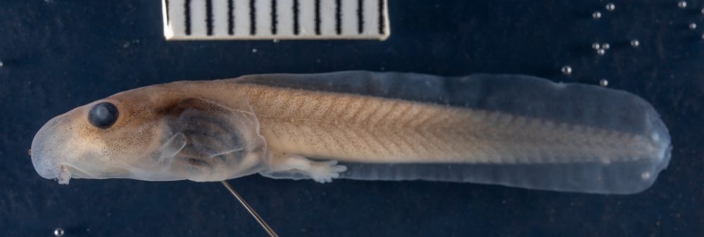 Natalobatrachus bonebergi