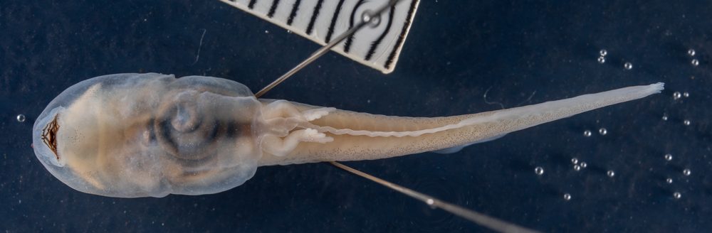 Natalobatrachus bonebergi