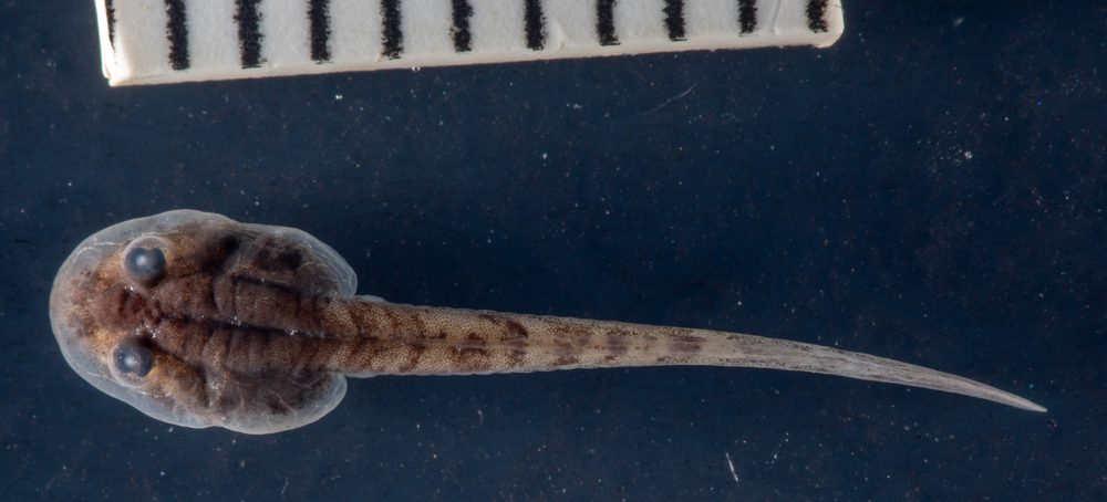 Nothophryne inagoensis