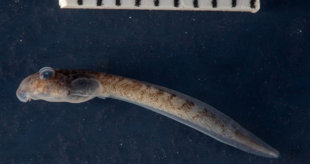 Nothophryne inagoensis