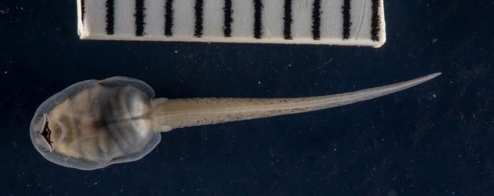 Nothophryne inagoensis