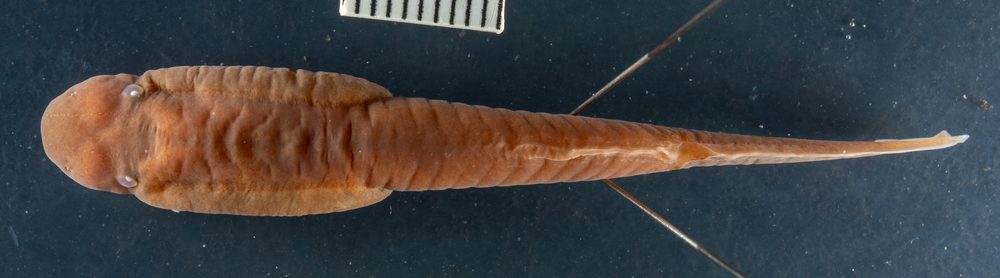 Nyctibates corrugatus