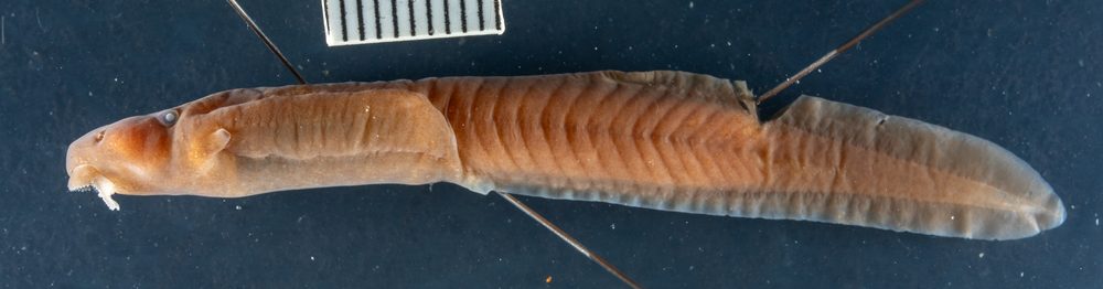 Nyctibates corrugatus