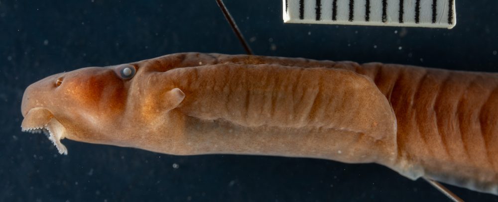 Nyctibates corrugatus