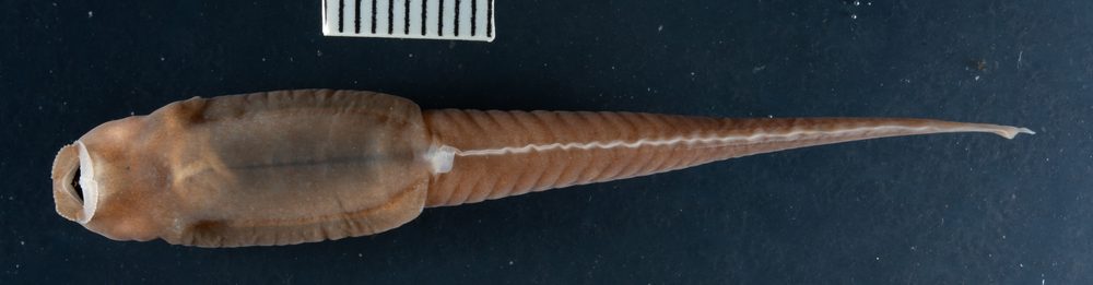 Nyctibates corrugatus