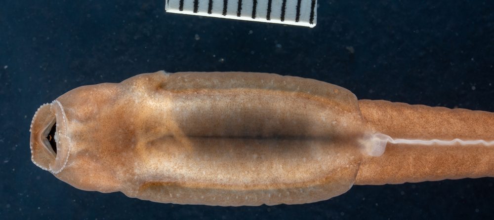 Nyctibates corrugatus